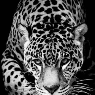 Black Jaguar iPhone wallpaper