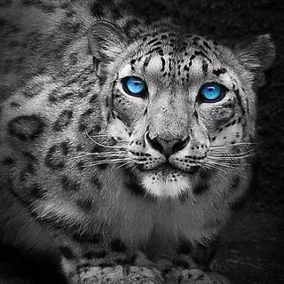 Black Jaguar iPhone wallpaper