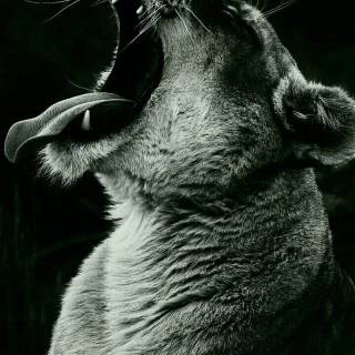 Black Jaguar iPhone wallpaper