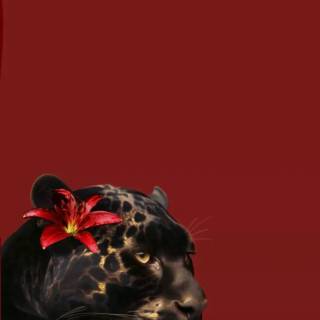 Black Jaguar iPhone wallpaper