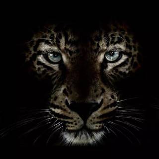 Black Jaguar iPhone wallpaper