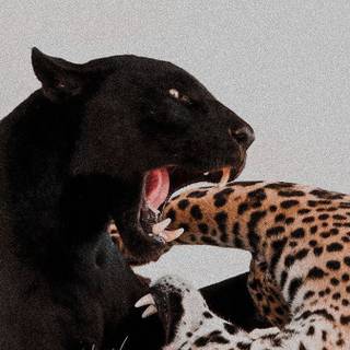 Black Jaguar iPhone wallpaper