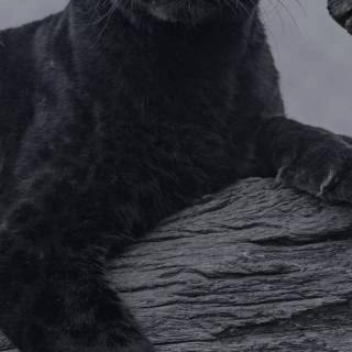 Black Jaguar iPhone wallpaper