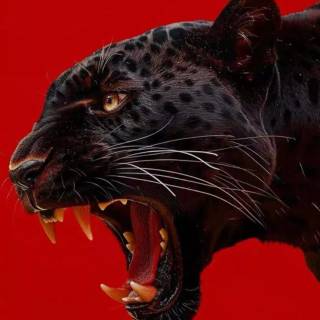 Black Jaguar iPhone wallpaper