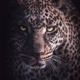 Black Jaguar iPhone wallpaper