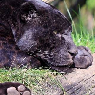 Black Jaguar iPhone wallpaper