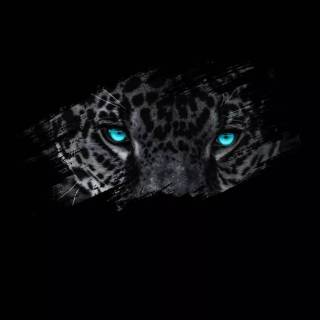 Black Jaguar iPhone wallpaper