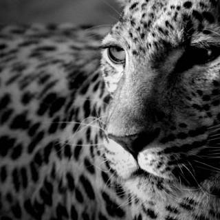 Black Jaguar iPhone wallpaper