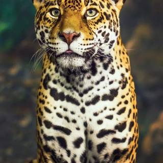 Leopard mobile wallpaper