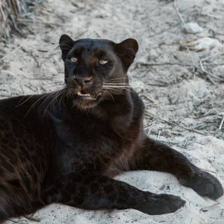 Black Jaguar iPhone wallpaper
