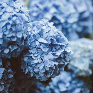 Hydrangea phone wallpaper