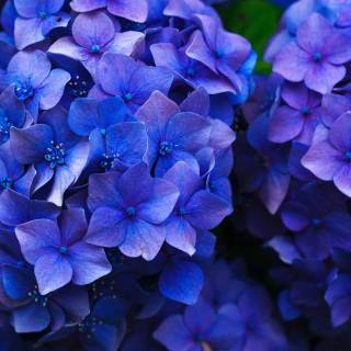 Hydrangea phone wallpaper