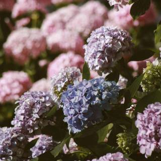Hydrangea phone wallpaper