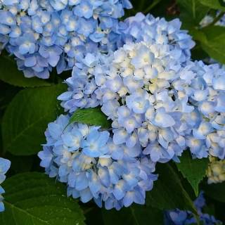 Hydrangea phone wallpaper