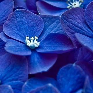 Hydrangea phone wallpaper