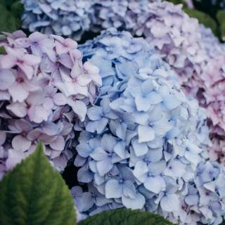 Hydrangea phone wallpaper