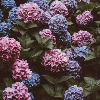 Hydrangea phone wallpaper