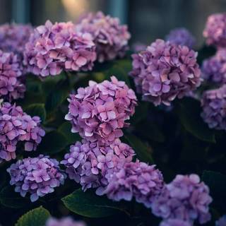 Hydrangea phone wallpaper
