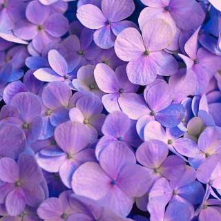Hydrangea phone wallpaper