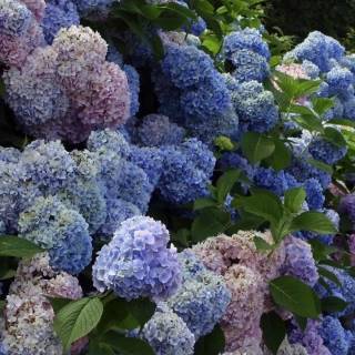Hydrangea phone wallpaper