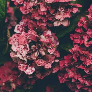 Hydrangea phone wallpaper