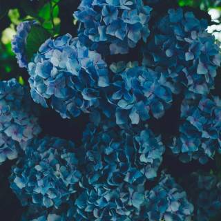 Hydrangea phone wallpaper