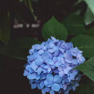 Hydrangea phone wallpaper