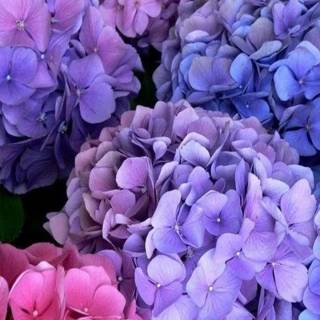 Hydrangea phone wallpaper