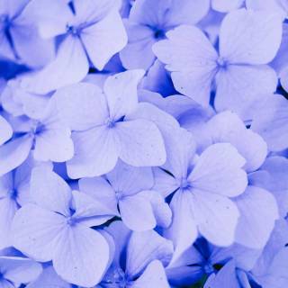 Hydrangea phone wallpaper