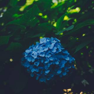 Hydrangea phone wallpaper