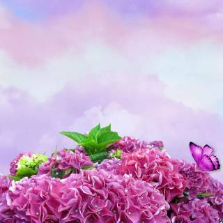 Hydrangea phone wallpaper