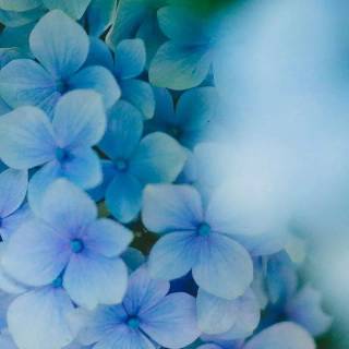 Hydrangea phone wallpaper