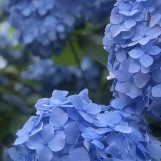 Hydrangea phone wallpaper