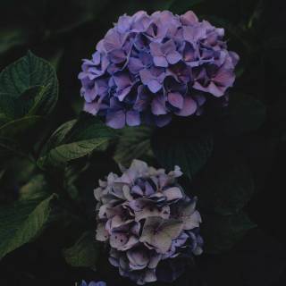 Hydrangea phone wallpaper