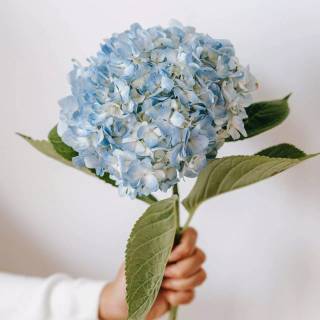 Hydrangea phone wallpaper