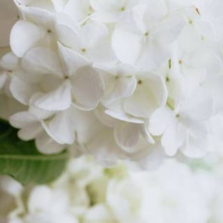 Hydrangea phone wallpaper