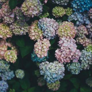 Hydrangea phone wallpaper