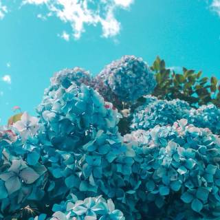 Hydrangea phone wallpaper