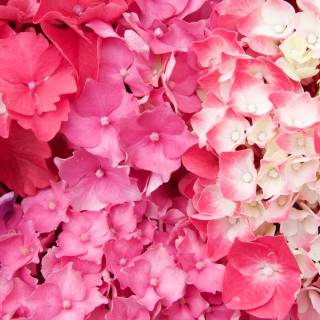 Hydrangea phone wallpaper
