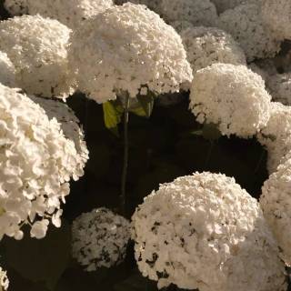 Hydrangea phone wallpaper