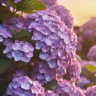 Hydrangea phone wallpaper