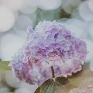 Hydrangea phone wallpaper