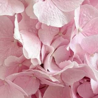 Hydrangea phone wallpaper
