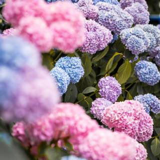Hydrangea phone wallpaper