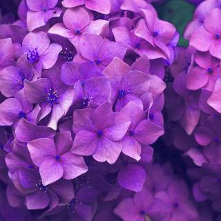 Hydrangea phone wallpaper
