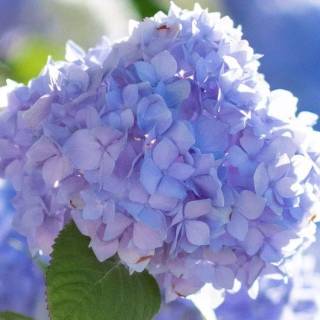 Hydrangea phone wallpaper