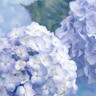 Hydrangea phone wallpaper