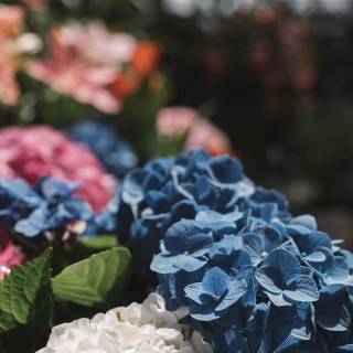 Hydrangea phone wallpaper