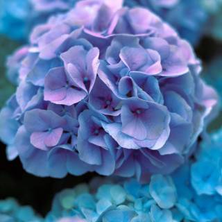 Hydrangea phone wallpaper