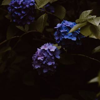 Hydrangea phone wallpaper